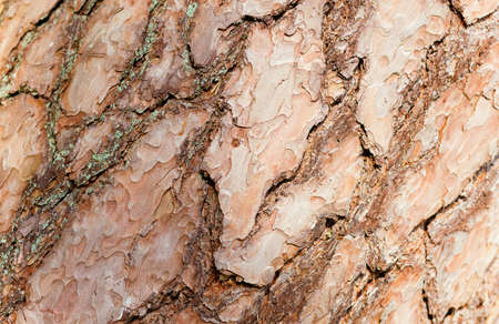 Tree bark texture