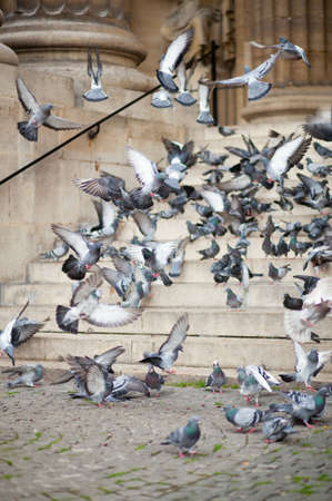 Many pigeons on a city streetの写真素材