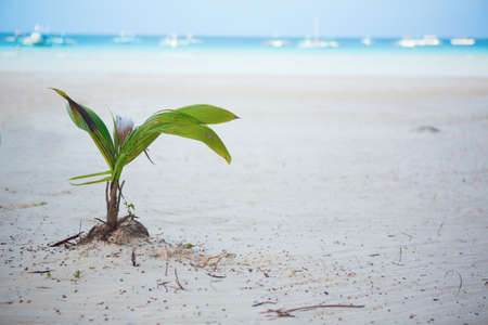 Coconut sprout growing on a white sand tropical beachの写真素材