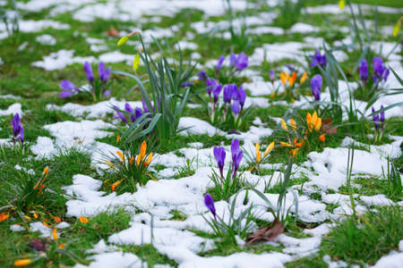 Colorful crocuses and snowの写真素材