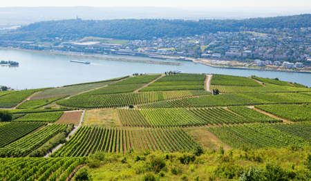 Wineyards in Rudesheim am Rheinの写真素材