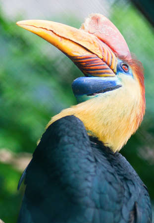 Knobbed hornbill in natural environmentの写真素材