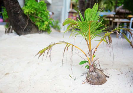 Coconut sprout growing on a white sand tropical beachの写真素材