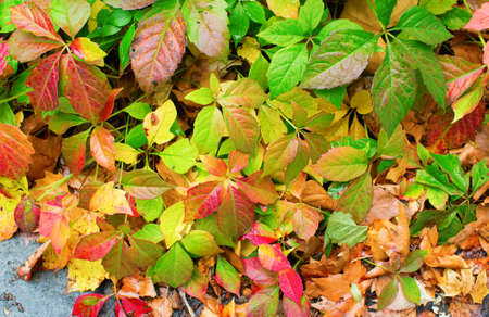 Bright autumn colorful leaves background