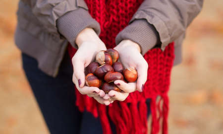 Girl holding many chestnuts in her handsの写真素材