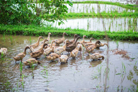 Ducks on rice fields near Ubud, Bali, Indonesiaの写真素材