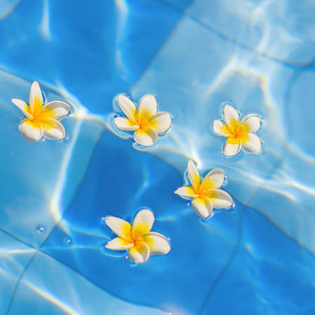 Beautiful frangipani flowers floating in blue waterの写真素材