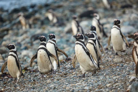 Many Magellanic penguins in natural environment on Magdalena island in Patagonia, Chile, South Americaの写真素材