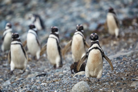 Many Magellanic penguins in natural environment on Magdalena island in Patagonia, Chile, South Americaの写真素材