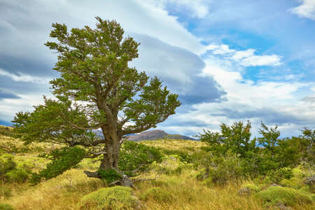Tree in Torres del Paine natural park in Patagonia, Chile, South Americaの写真素材