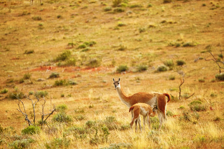 Mother guanaco feeding its baby. Torres del Paine national park, Patagonia, Chileの写真素材
