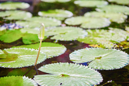 Flower buf of water lily in the pondの写真素材
