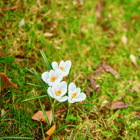 Fresh white crocus at spring