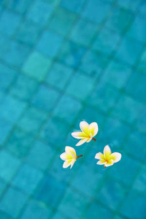 Beautiful frangipani flowers floating in blue waterの写真素材