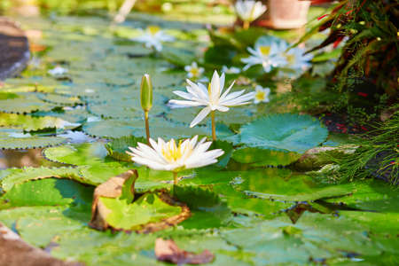 Beautiful blooming white water lilies in pondの写真素材