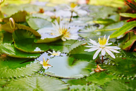 Beautiful blooming white water lilies in pondの写真素材