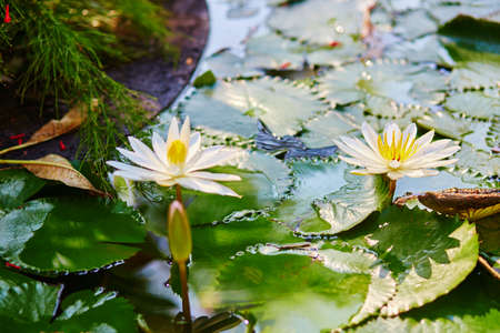 Beautiful blooming white water lilies in pondの写真素材