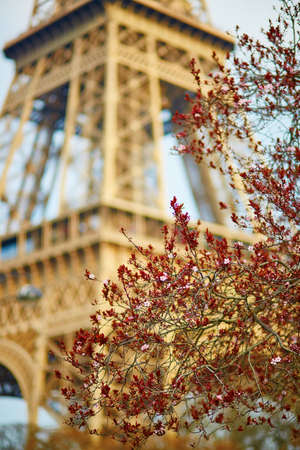 Spring in Paris. Bloomy cherry tree and the Eiffel Tower. Focus on flowersの写真素材