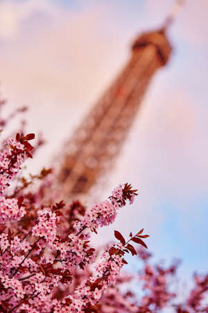 Spring in Paris. Beautiful cherry blossom tree and the Eiffel Tower. Focus on flowers