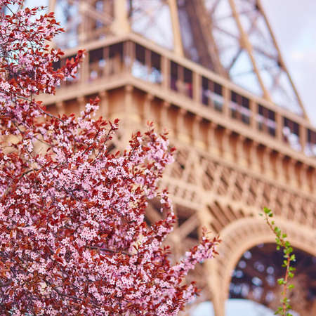 Spring in Paris. Beautiful cherry blossom tree and the Eiffel Tower. Focus on flowersの写真素材