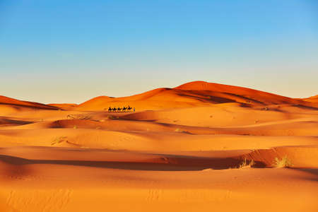 Camel caravan going through the sand dunes in the Sahara Desert, Merzouga, Morocco