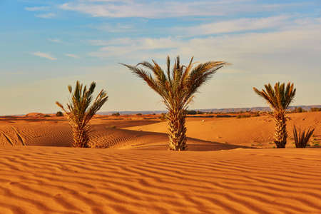 Palm trees and sand dunes in the Sahara Desert, Merzouga, Moroccoの写真素材