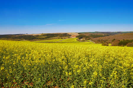 Beautiful rapeseed fields in full bloom in Burgundy, France