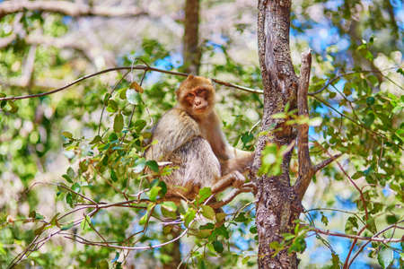 Barbary Apes in the Cedar Forest near Azrou, Northern Morocco, Africaの写真素材