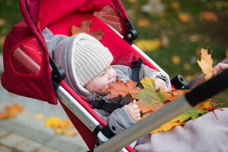 Cute 9 months boy in stroller playing with autumn leavesの写真素材