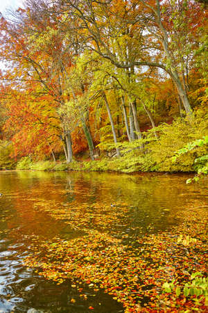 Bright autumn trees with their reflection in waterの写真素材