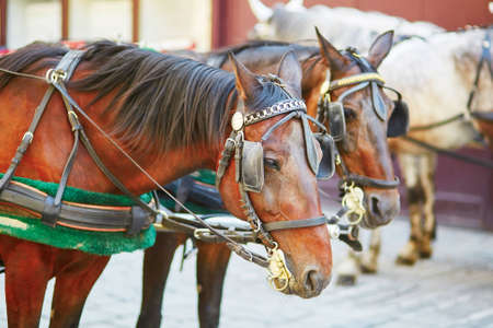 Horse-driven carriage near St. Stephens Cathedral, Vienna, Austriaの写真素材