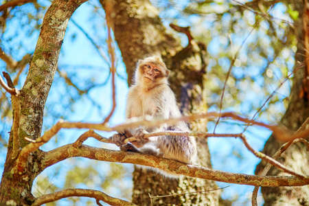 Barbary Apes in the Cedar Forest near Azrou, Northern Morocco, Africaの写真素材