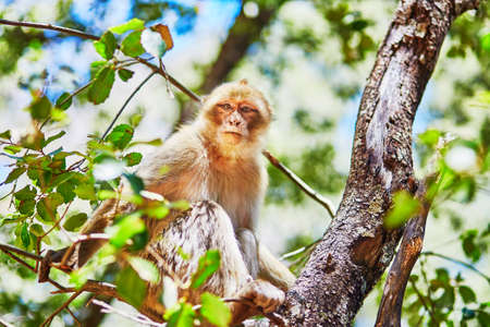 Barbary Apes in the Cedar Forest near Azrou, Northern Morocco, Africaの写真素材