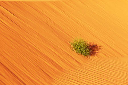 Green plant in Sahara desert, Merzouga, Morocco, Africaの写真素材