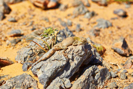 Lizard on the stone in Sahara desert, Merzouga, Morocco, Africa