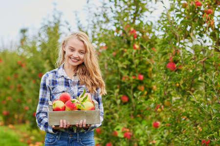 Beautiful young woman picking ripe organic apples in wooden crate in orchard or on farm on a fall dayの写真素材