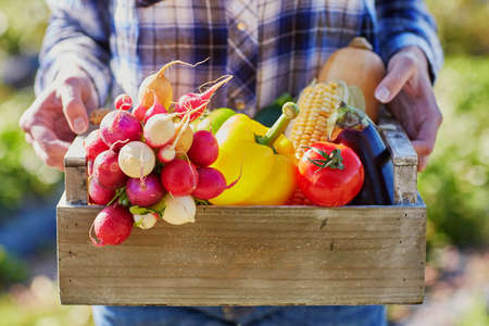 Woman's hands holding wooden crate with fresh organic vegetables from farmの写真素材