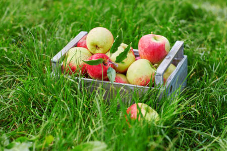 Wooden crate with red ripe organic apples in the grassの写真素材