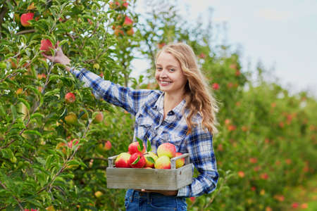 Beautiful young woman picking ripe organic apples in wooden crate in orchard or on farm on a fall dayの写真素材