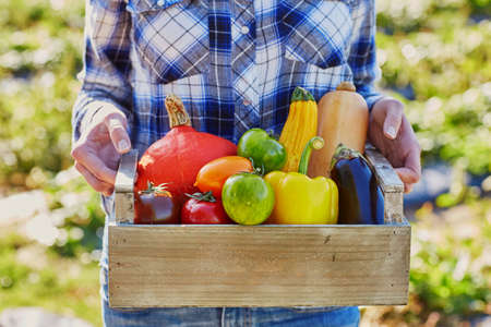 Woman's hands holding wooden crate with fresh organic vegetables from farmの写真素材