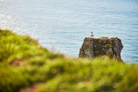 Seagull standing on a rock in Etretat, Normandy, Franceの写真素材