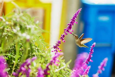 Hummingbird flying next to beautiful purple flowerの写真素材