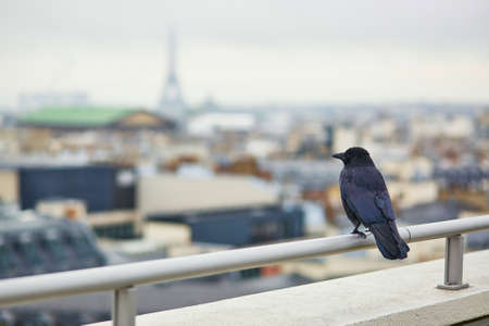 Black raven sitting on a roof in Paris and looking at the Eiffel towerの写真素材