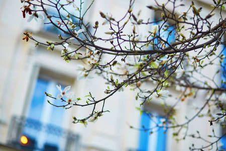 White magnolia in full bloom on a Parisian street on a spring dayの写真素材