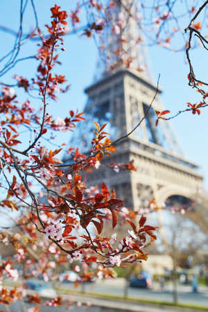Beautiful pink cherry blossom in Paris near the Eiffel tower on a nice spring day with blue skyの写真素材