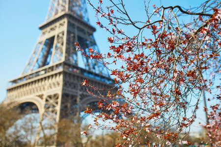 Beautiful pink cherry blossom in Paris near the Eiffel tower on a nice spring day with blue skyの写真素材