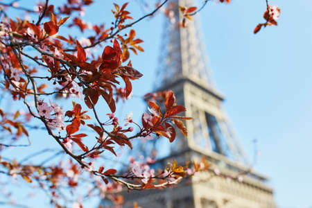 Beautiful pink cherry blossom in Paris near the Eiffel tower on a nice spring day with blue sky