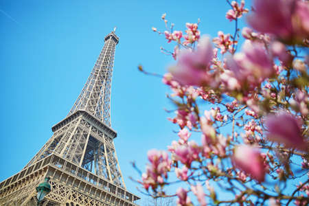 Beautiful pink magnolia in Paris near the Eiffel tower on a nice spring day with blue skyの写真素材