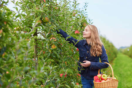 Beautiful young woman picking ripe organic apples in basket in orchard or on farm on a fall day