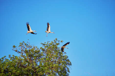 Three storks flying over the blue sky